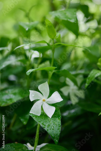 Pure white flower of lesser periwinkle (Vinca minor Alba) blooming in a spring garden after rain.