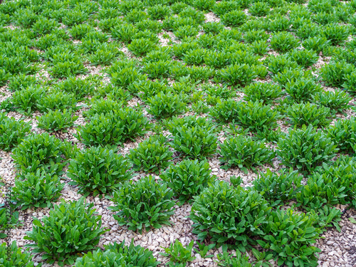 Costmary (Tanacetum balsamita)