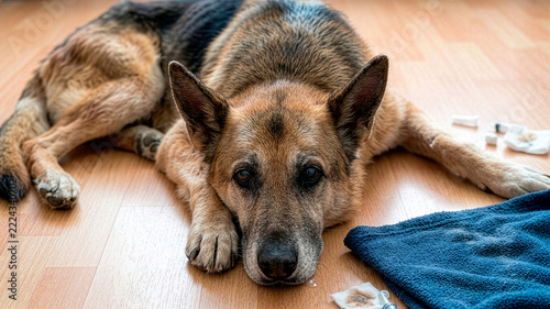 Old German shepherd resting on a wooden floor beside a blue towel and scattered grooming supplies