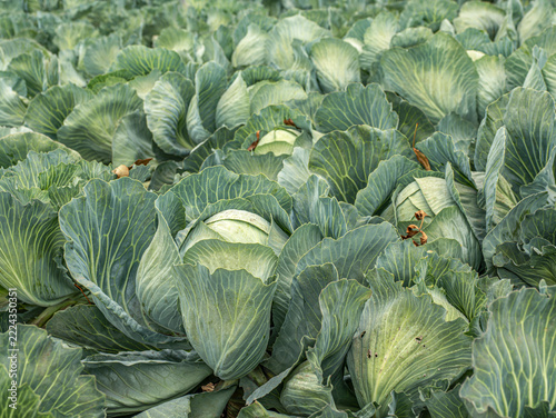 Green Cabbage Field on a Vegetable Farm Ready for Harvest With Lush Leaves and Rows of Crop