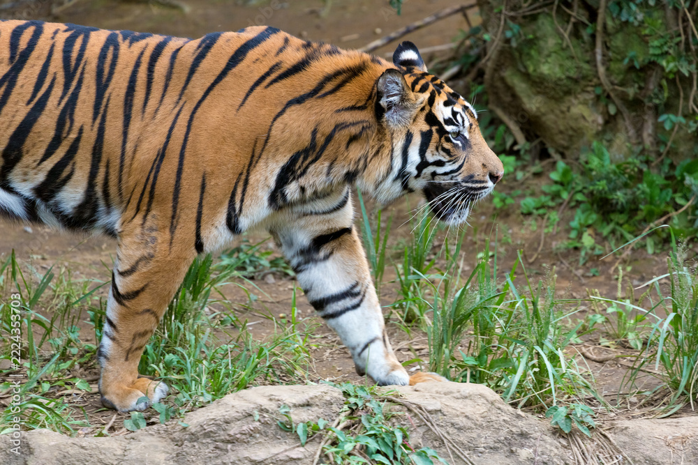 Fototapeta premium The upper body of a walking Sumatran tiger