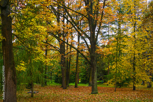 autumn in the park