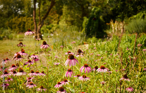 Jeżówka purpurowa ,Echinacea purpurea (L.) Moench.
