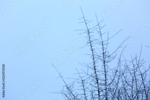 Frost-covered winter tree branches after an ice storm.