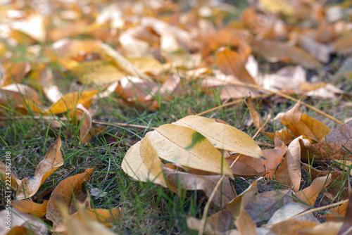 In autumn, fallen leaves in the community covered the grassland.