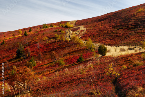 Vibrant red autumn slopes of Borzhava ridge with winding dirt trail.