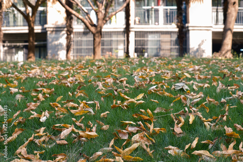 In autumn, fallen leaves in the community covered the grassland.
