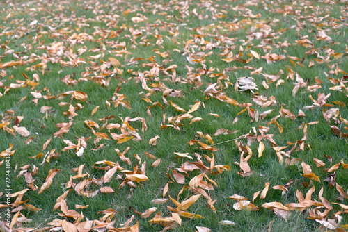 In autumn, fallen leaves in the community covered the grassland.