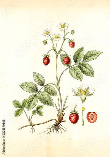 Vintage Botanical Illustration of Wild Strawberries