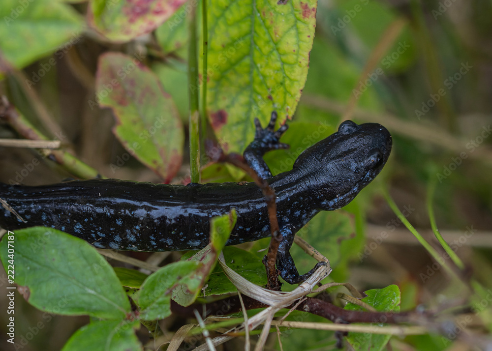 Fototapeta premium lizard in the forest