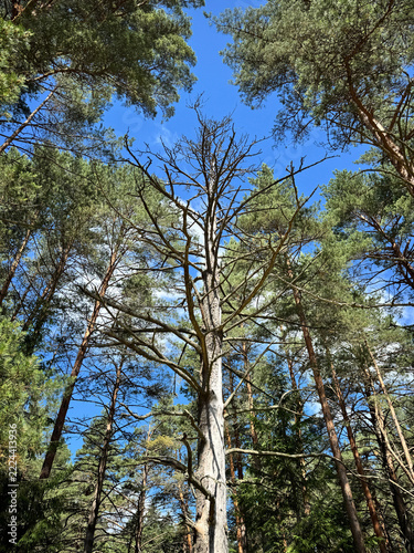 Bare pine tree rising above a sunlit forest
