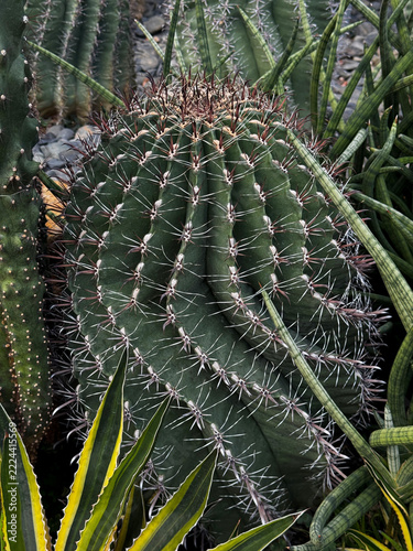 Large round spiky barrel cactus growing in a succulent garden