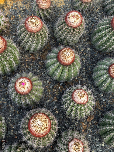 Top view of round cacti growing in a gravel garden