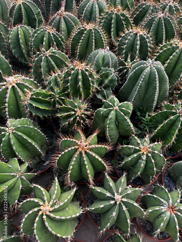 Top view of green ribbed cacti growing in pots