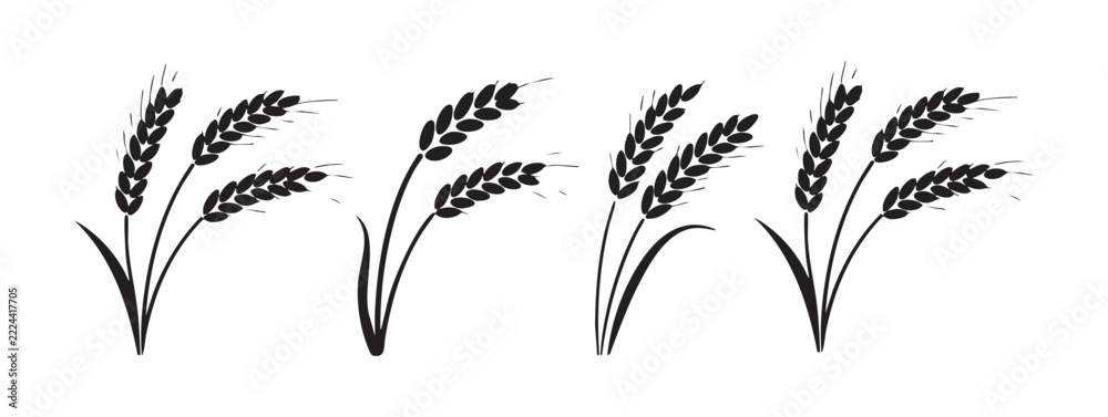 Fototapeta premium Wheat Ears Agriculture Harvest and Organic Grain Vector Design and Featuring Cereal Stalks Barley and Rye Plant Icon Set
