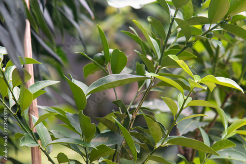 Close-up of fresh green citrus plant leaves and small unripe green fruits growing on branches in a tropical garden with blurred background