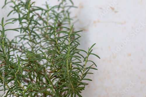 Fresh green rosemary sprigs with needle-like leaves on the left against a white weathered wall background with copy space on the right