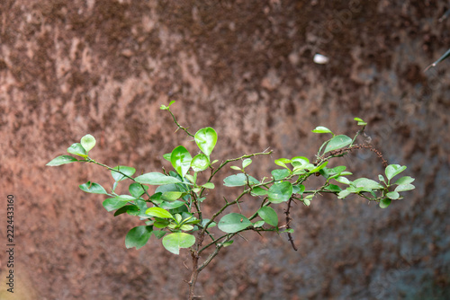 Young citrus plant with fresh green leaves and thorny branches growing against a rough textured reddish brown wall background with copy space