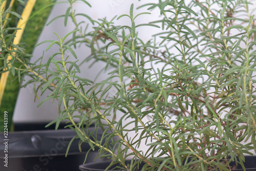 Close-up of fresh green rosemary plant with needle-like leaves growing in black plastic pots, aromatic culinary herb in a home garden