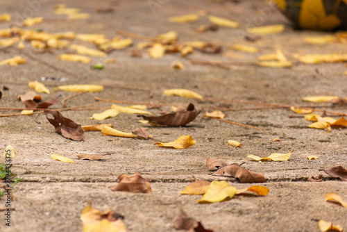 Close-up of dry fallen yellow and brown autumn leaves scattered on a textured concrete path with shallow depth of field and blurred background