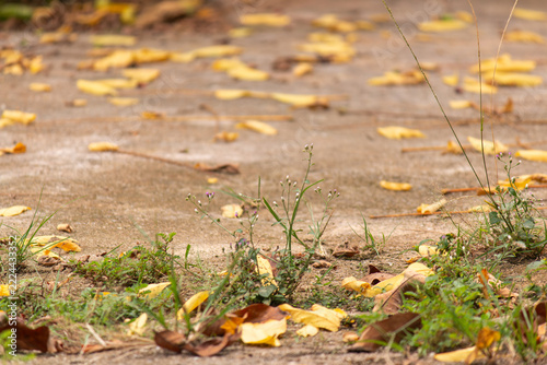 Close-up of fallen yellow autumn leaves and small wild weeds with tiny purple flowers growing on a concrete path, shallow depth of field