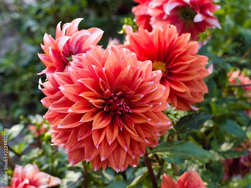 Bright orange dahlias bloom in a garden under natural light during the daytime