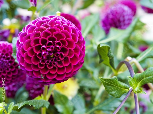Bright purple flowers grow in a garden setting during a sunny day