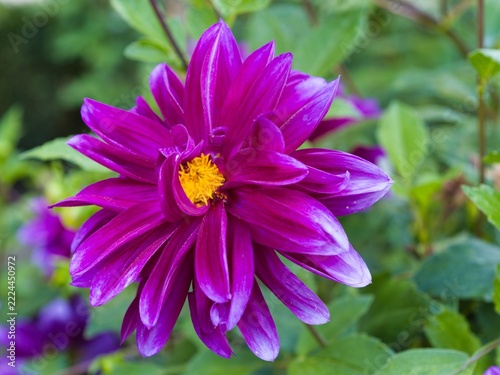 Bright purple flower with yellow center growing among green leaves