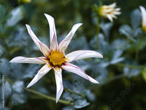 Flower with white petals and yellow center growing in green surroundings
