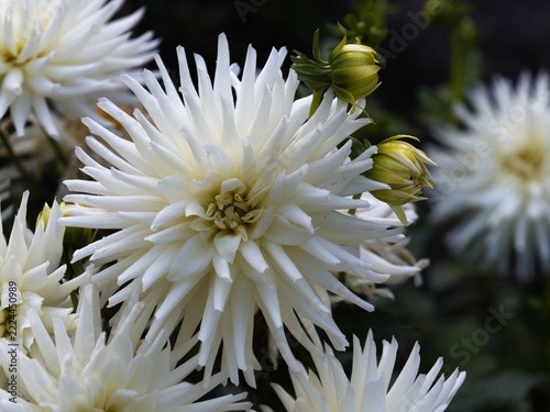White flowers bloom in a garden setting during daylight hours