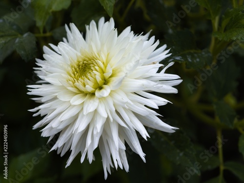 White flower with sharp petals in a garden during spring season