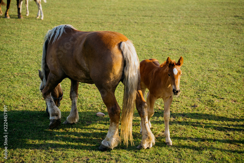 Fotografie Young foal standing beside an adult horse grazing in a sunlit pasture