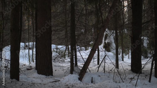 Snowy pine forest with tall dark trunks