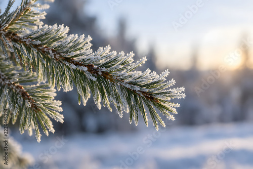 Frost Covered Evergreen Branch in Warm Winter Light