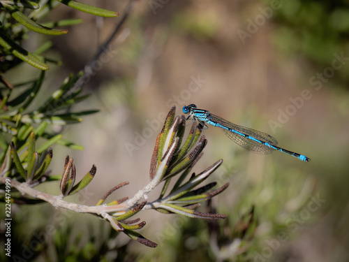 A vibrant blue damselfly rests delicately on a green branch in a natural environment.