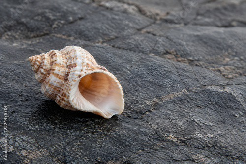 Patterned Seashell Resting on Dark Textured Stone