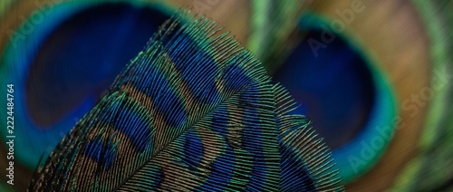 Peacock Feather Detail: An extreme close-up shot reveals the intricate patterns and iridescent blue and green hues of a peacock feather, showcasing its natural beauty and delicate texture.