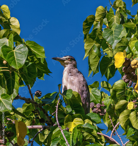 Pacific Heron Perched in a Hawaiian Kukui Nut Tree with Blue Sky Above.