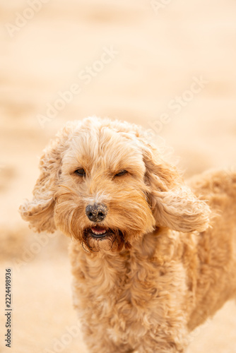 Dogs at the beach in Mother Ivey's bay