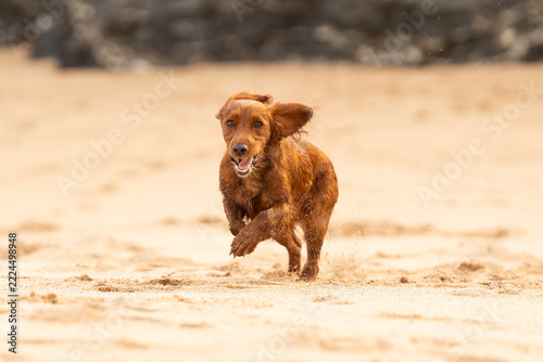 Dogs at the beach in Mother Ivey's bay