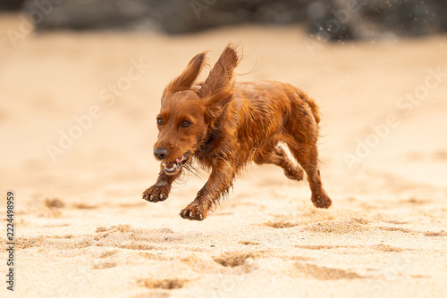 Dogs at the beach in Mother Ivey's bay