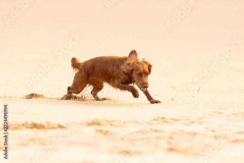 Dogs at the beach in Mother Ivey's bay