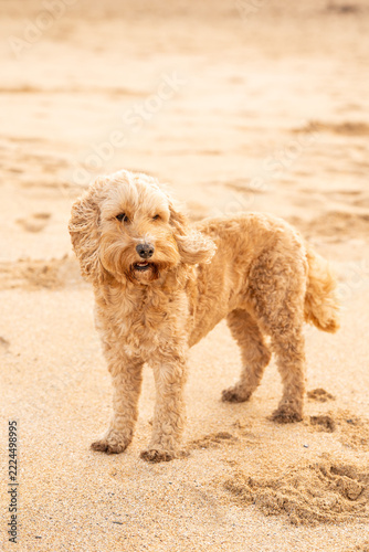 Dogs at the beach in Mother Ivey's bay