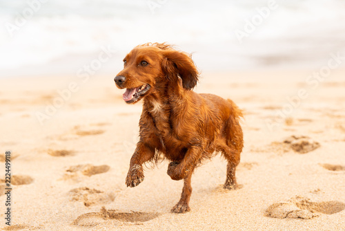 Dogs at the beach in Mother Ivey's bay