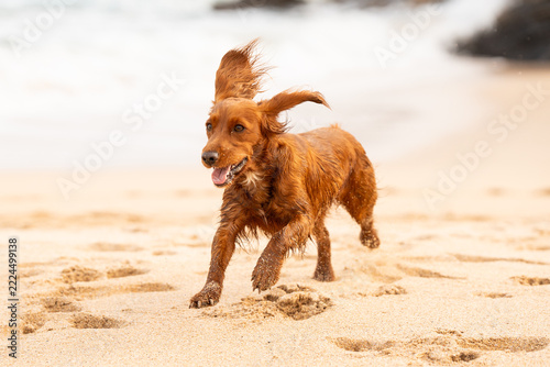 Dogs at the beach in Mother Ivey's bay