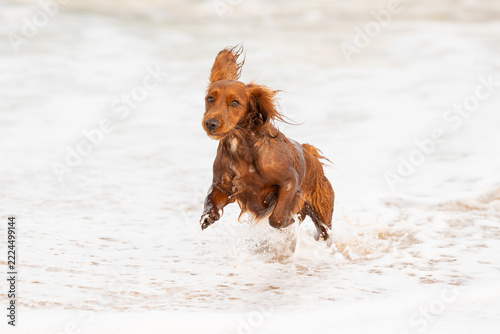 Dogs at the beach in Mother Ivey's bay