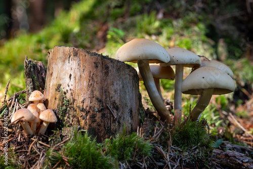Cluster of wild mushrooms growing on mossy tree stump in forest