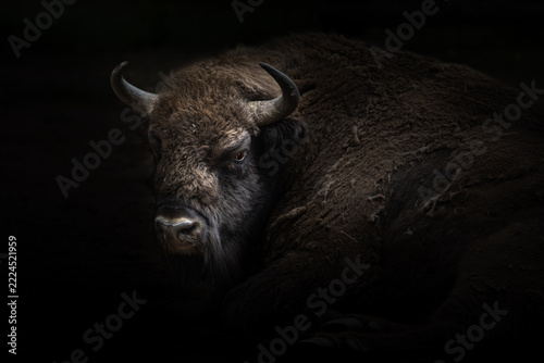 European buffalo in the wild