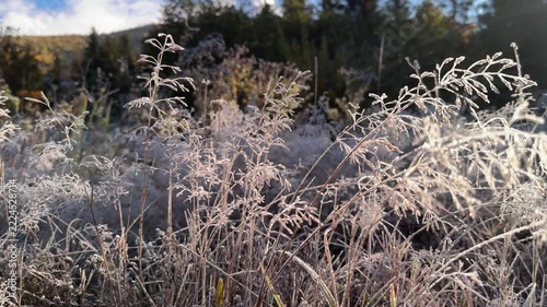 Morning frost in Carpathian mountains, wild grasses covered with silver icy patterns, golden peaks glowing behind in sunrise light, atmospheric seasonal nature scene of alpine wilderness
