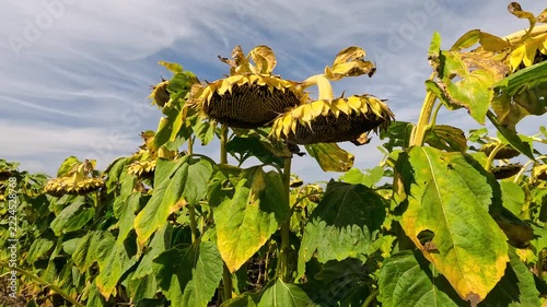 Sunflower field on a sunny summer day